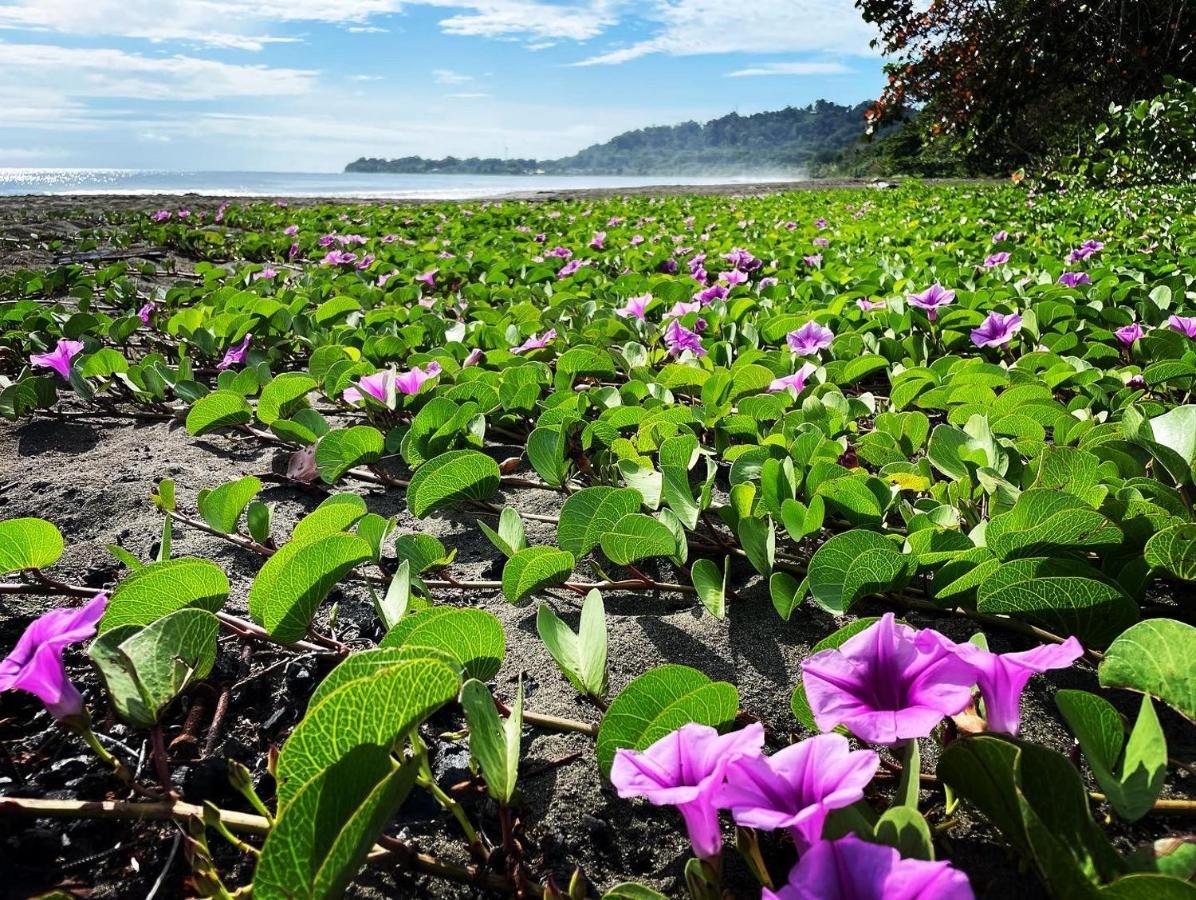 Perla Negra Beachfront Puerto Viejo de Talamanca Екстер'єр фото